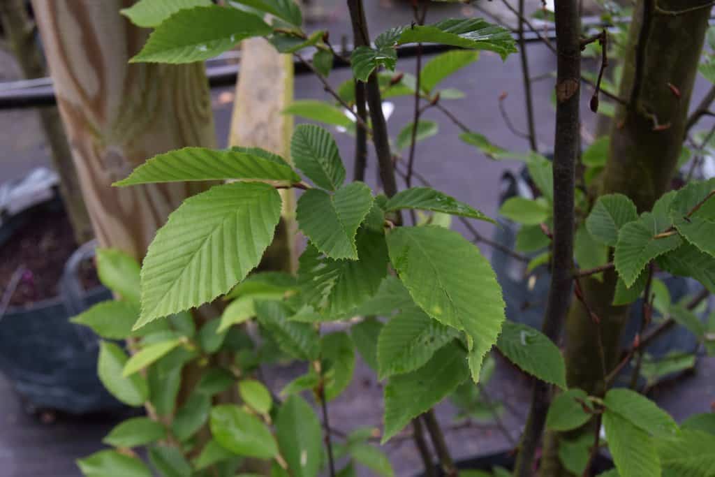 Carpinus betulus 'Frans Fontaine' <span class="hidden specialOffer"></span> 400-450 cm